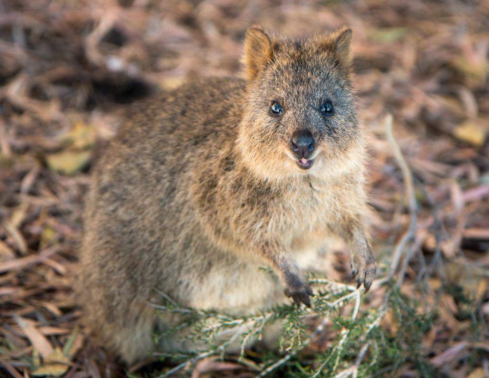 Quokka (flickr.com/Barney Moss)