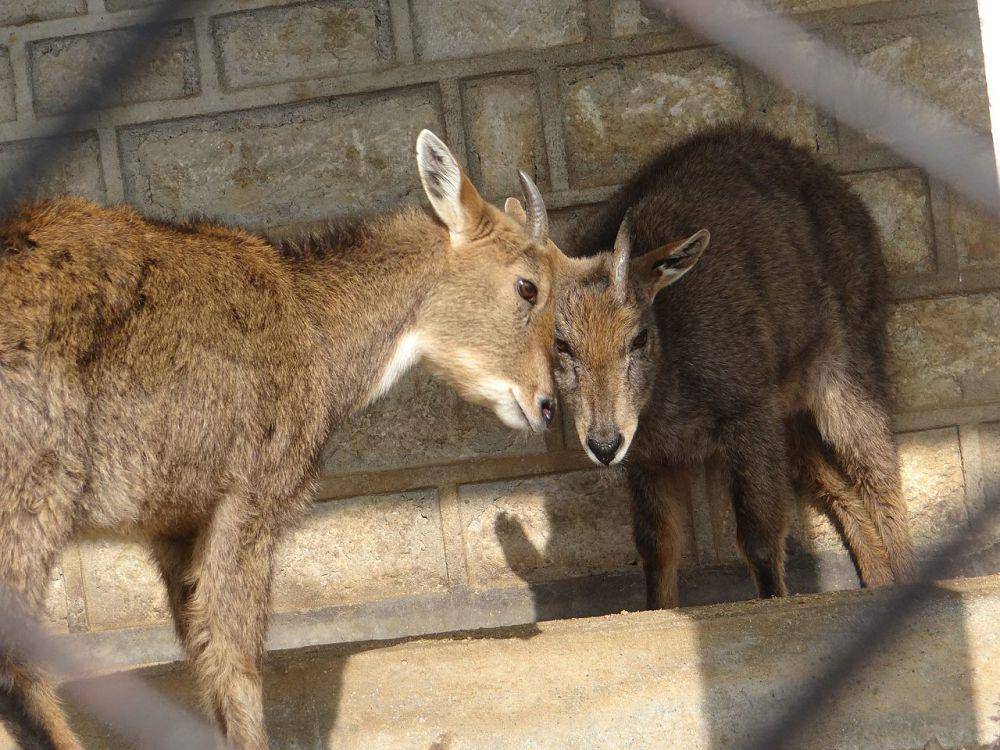 Goral Himalaya (commons.wikimedia.org/RITUDEEP)