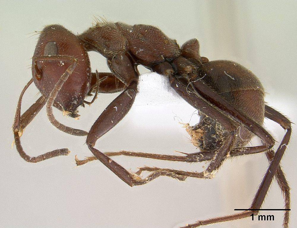 Semut Malaysia (commons.wikimedia.org/Noel Tawatao)