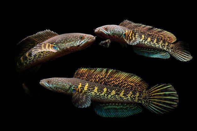 6 Fakta Menarik Ikan Channa, Predator dengan Tampilan Memukau