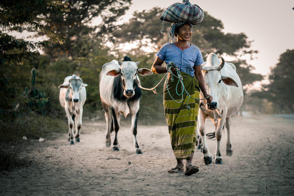Wanita paruh baya sedang menggembala sapi (pixabay.com/sippakorn)
