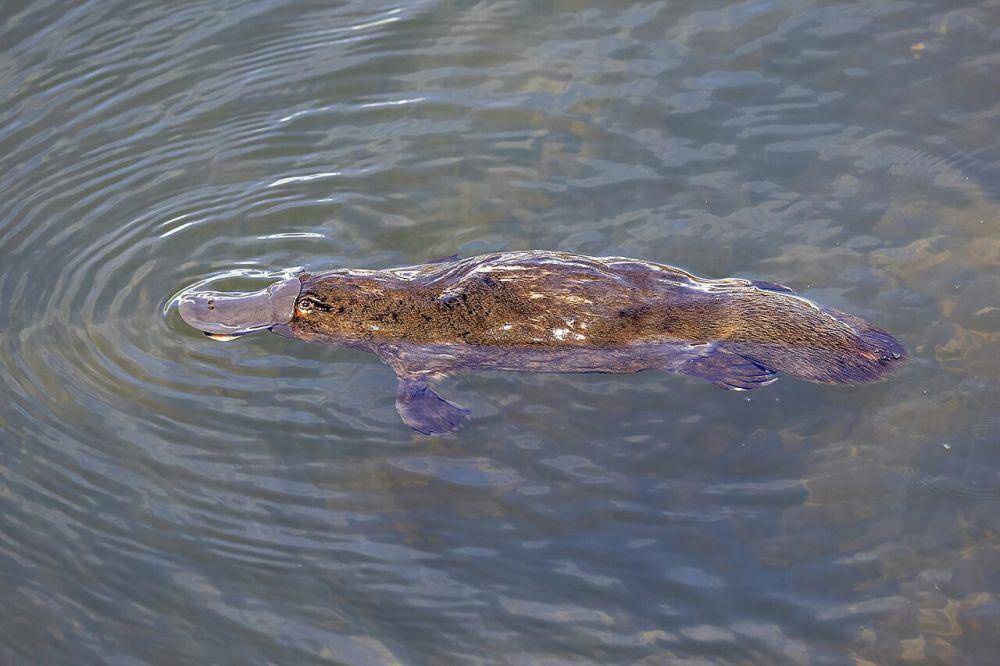 Platipus (commons.wikimedia.org/Charles J. Sharp)