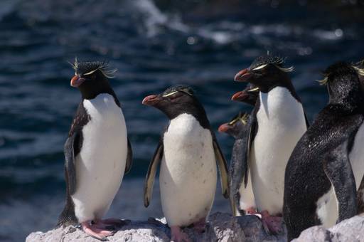 penguin rockhopper selatan (Commons.wikimedia.org/ Eva Bindhi)
