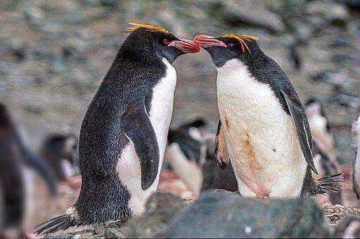 penguin makaroni (Commons.wikimedia.org/ Jerzy Strzelecki)