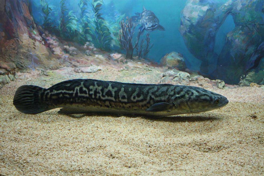 ilustrasi ikan channa berjalan di dasar laut (Flickr.com)