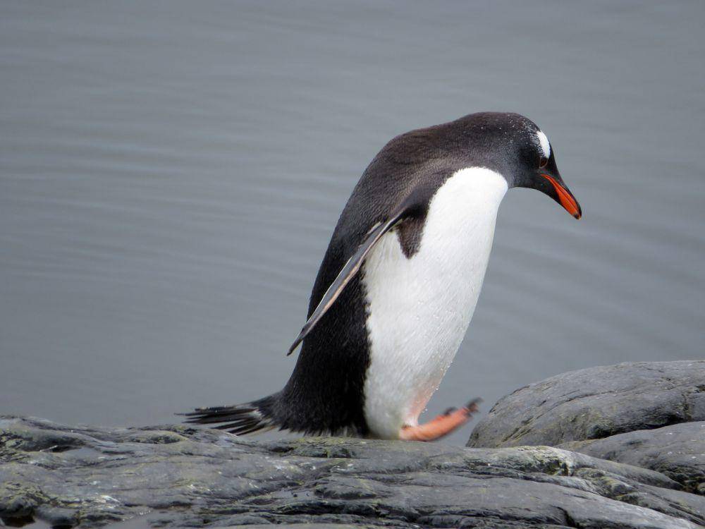 penguin gentoo (Pixabay/ Sybille H.)