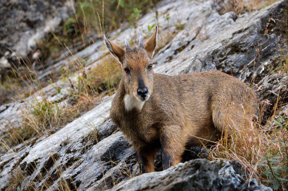 Goral Himalaya (commons.wikimedia.org/Akhilesh Tambe)
