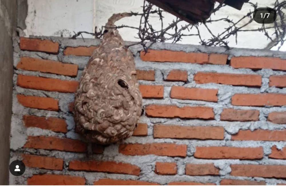 Kakek di Bantul Meninggal Diserang Kawanan Tawon Gung