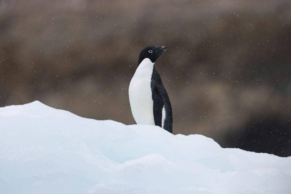 penguin Adélie (Unsplash/ jean wimmerlin)