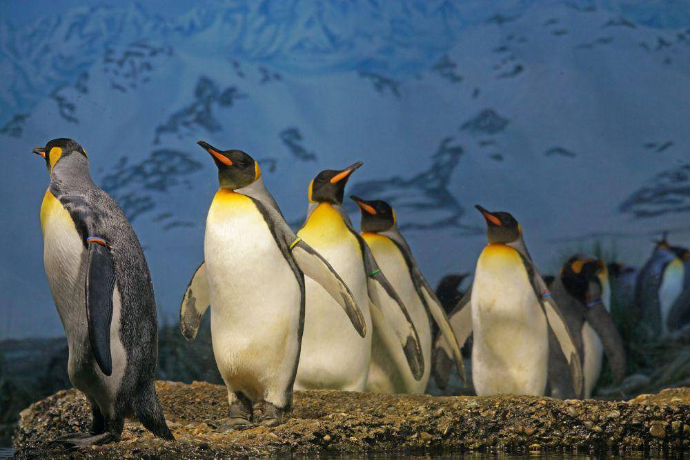 penguin raja (Pixabay/ Marcel Langthim)