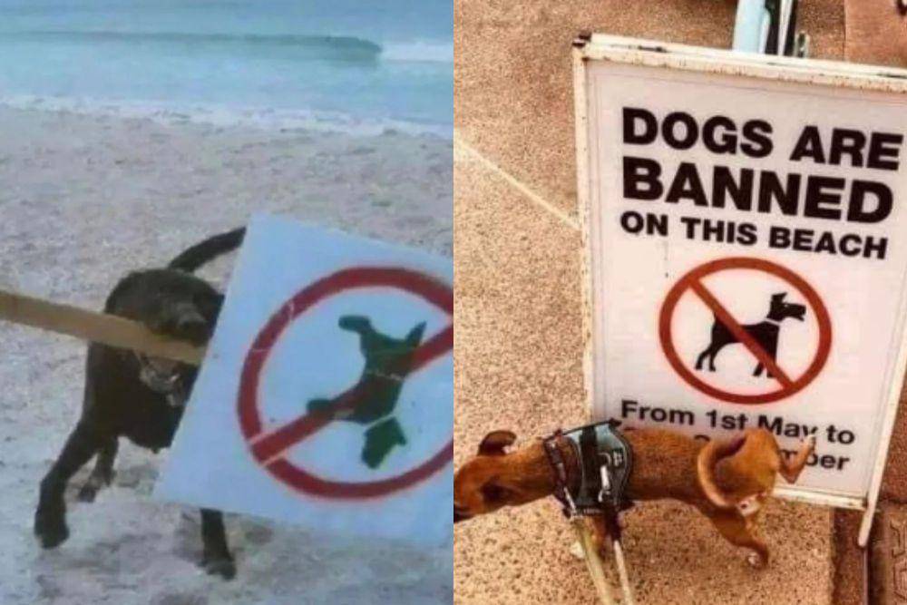 kolase potret anjing memberontak larangan (reddit.com/desertmamba I reddit.com/Fitbratvip-)