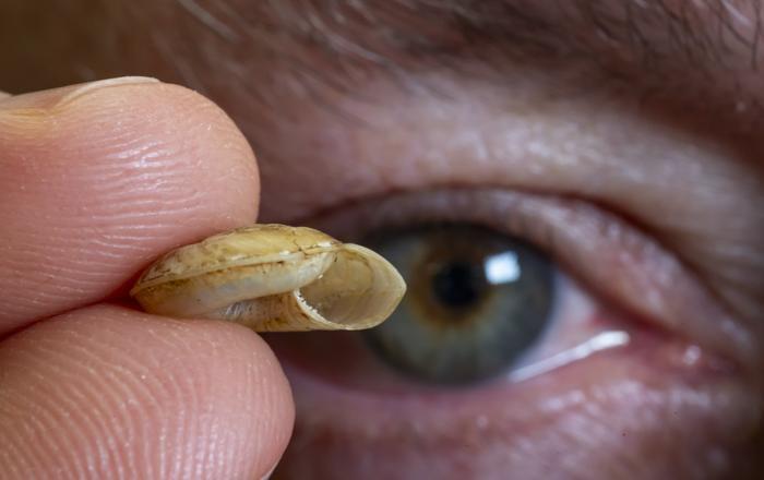 Mengenal Spesies Baru, Siput Darat Predator di Papua Nugini