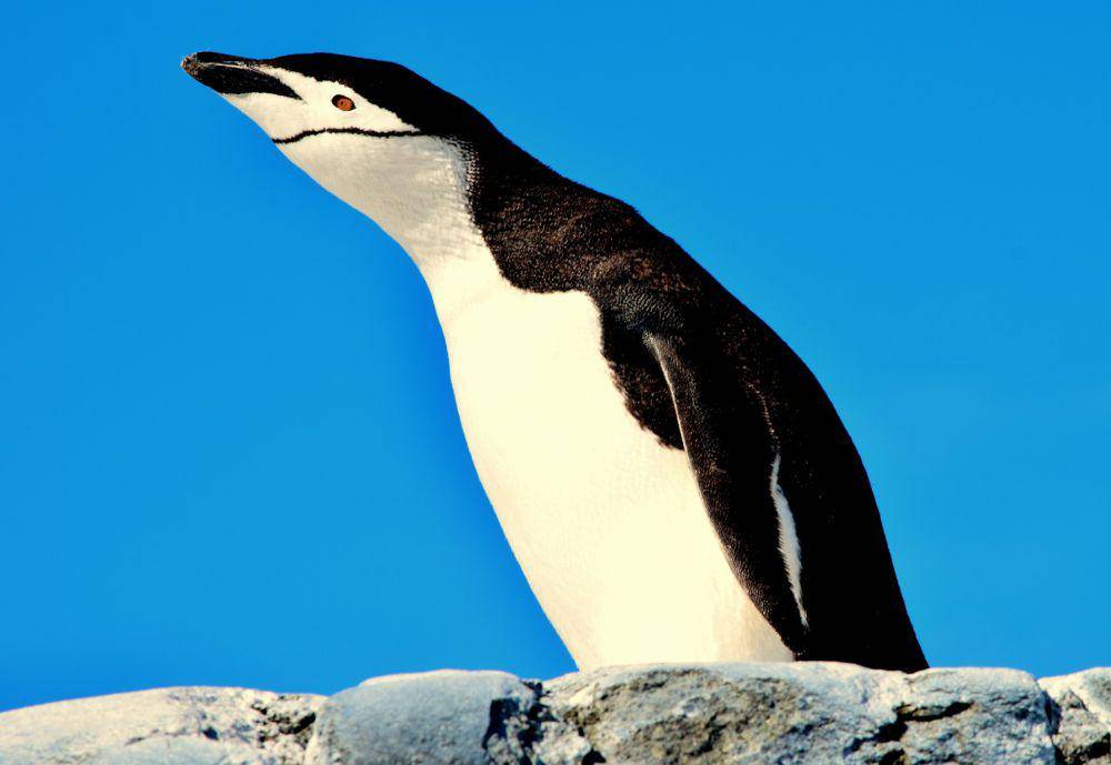 penguin chinstrap (Unsplash/ Michael Jerrard)
