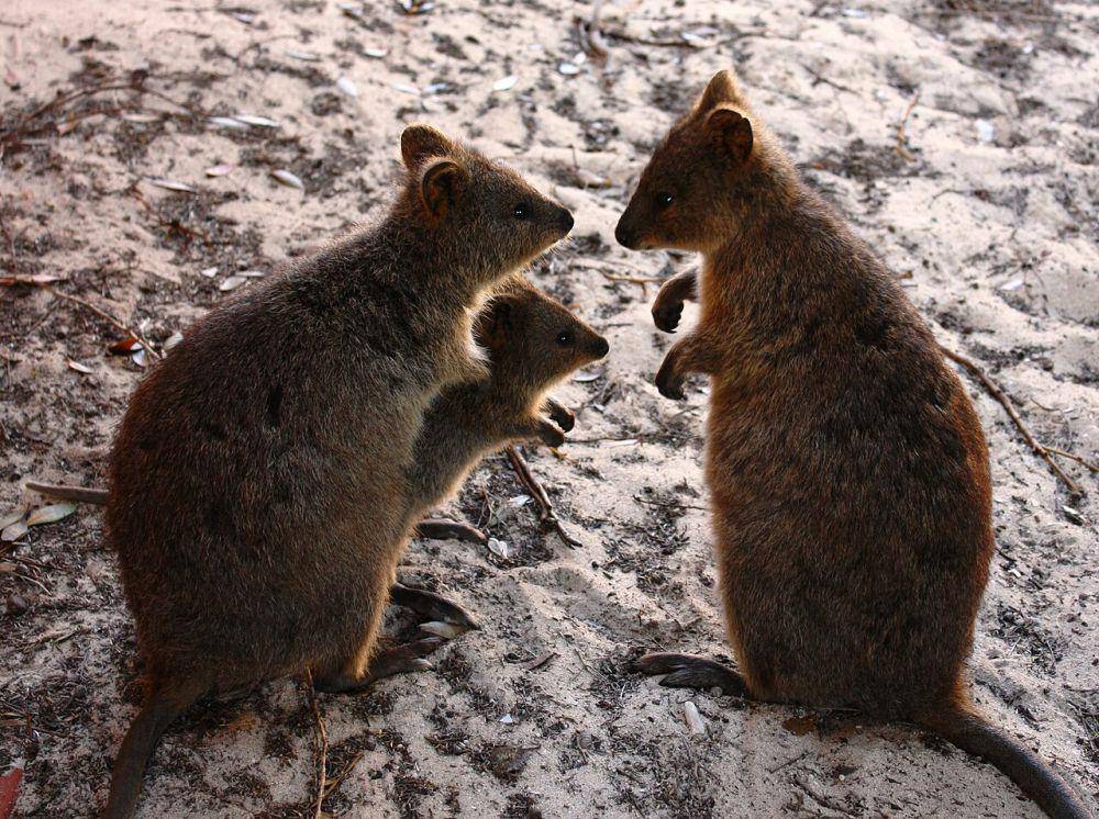 Quokka dan joey di kantongnya (commons.wikimedia.org/Hesperian)