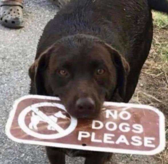 potret anjing memberontak larangan (instagram.com/disturbingzone)