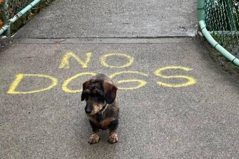 potret anjing memberontak larangan (instagram.com/disturbingzone)