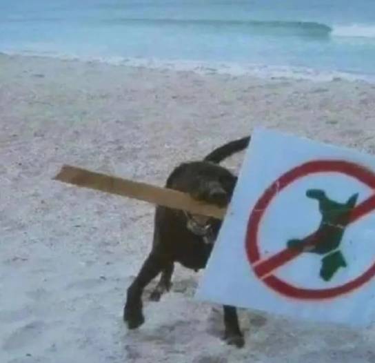 potret anjing memberontak larangan (reddit.com/desertmamba)