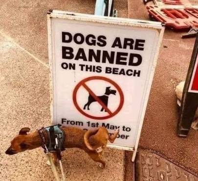 potret anjing memberontak larangan (reddit.com/Fitbratvip-)