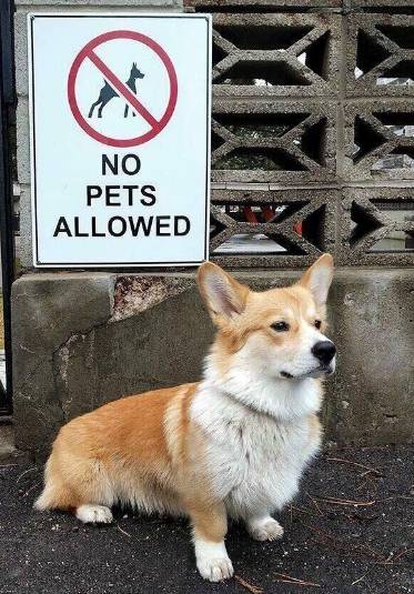 potret anjing memberontak larangan (reddit.com/Bovine_Americana)