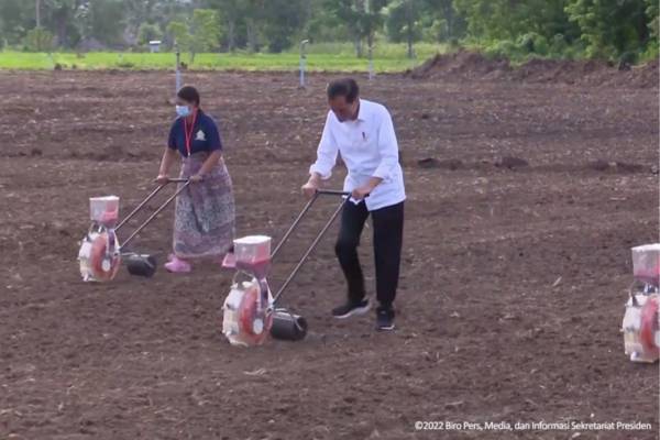 Presiden Jokowi saat meninjau penanaman tanaman jagung di kawasan food estate di Kabupaten Belu, Provinsi NTT, Kamis (24/03/2022) sore. (dok. Sekretariat Presiden)