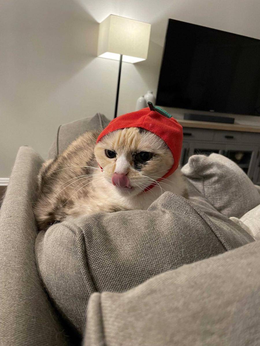potret kucing pakai topi apel (reddit.com/user/muhsheh)