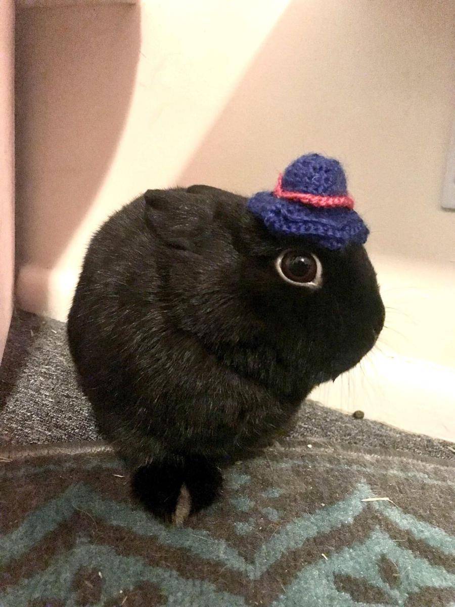 potret gemas kelinci memakai topi (reddit.com/user/Wide_Confusion_5288)