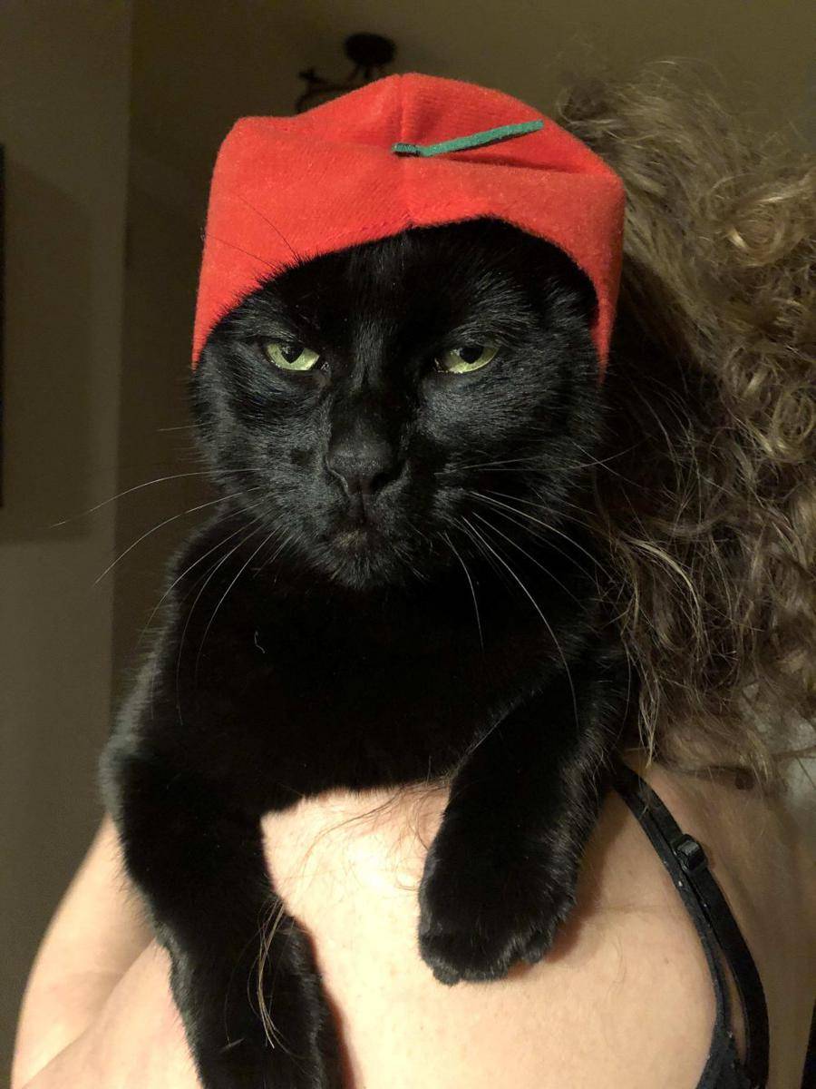 potret kucing pakai topi apel (reddit.com/user/FlappingSamurai)