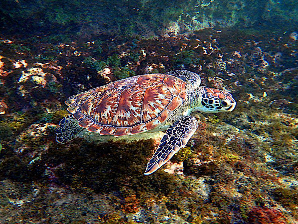 Penyu sisik (commons.m.wikimedia.org/DRVIP93)