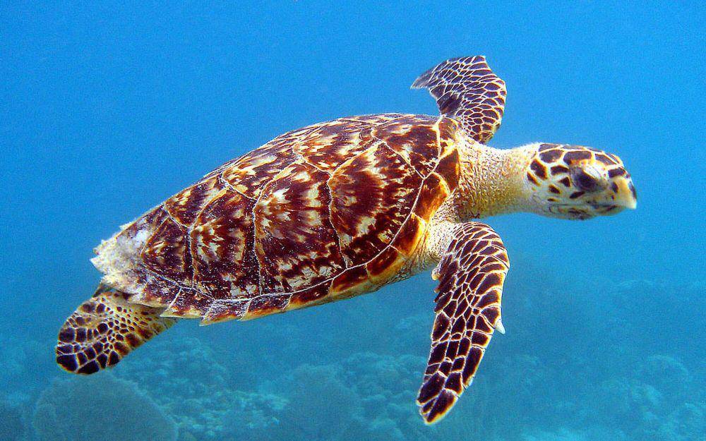 Penyu sisik (commons.m.wikimedia.org/NOAA)