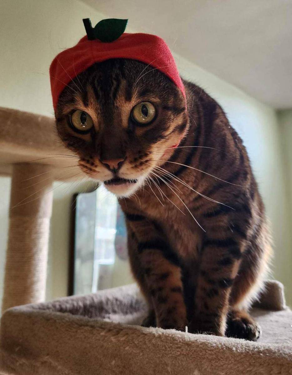 potret kucing pakai topi apel (reddit.com/user/LittleDinkey)