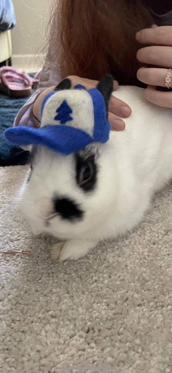 potret gemas kelinci memakai topi (reddit.com/user/511180)