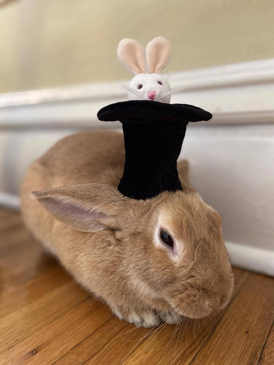 potret gemas kelinci memakai topi (reddit.com/user/AikiBun)