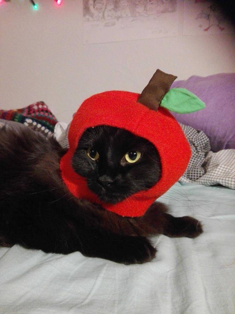 potret kucing pakai topi apel (reddit.com/user/Rompusdompus)