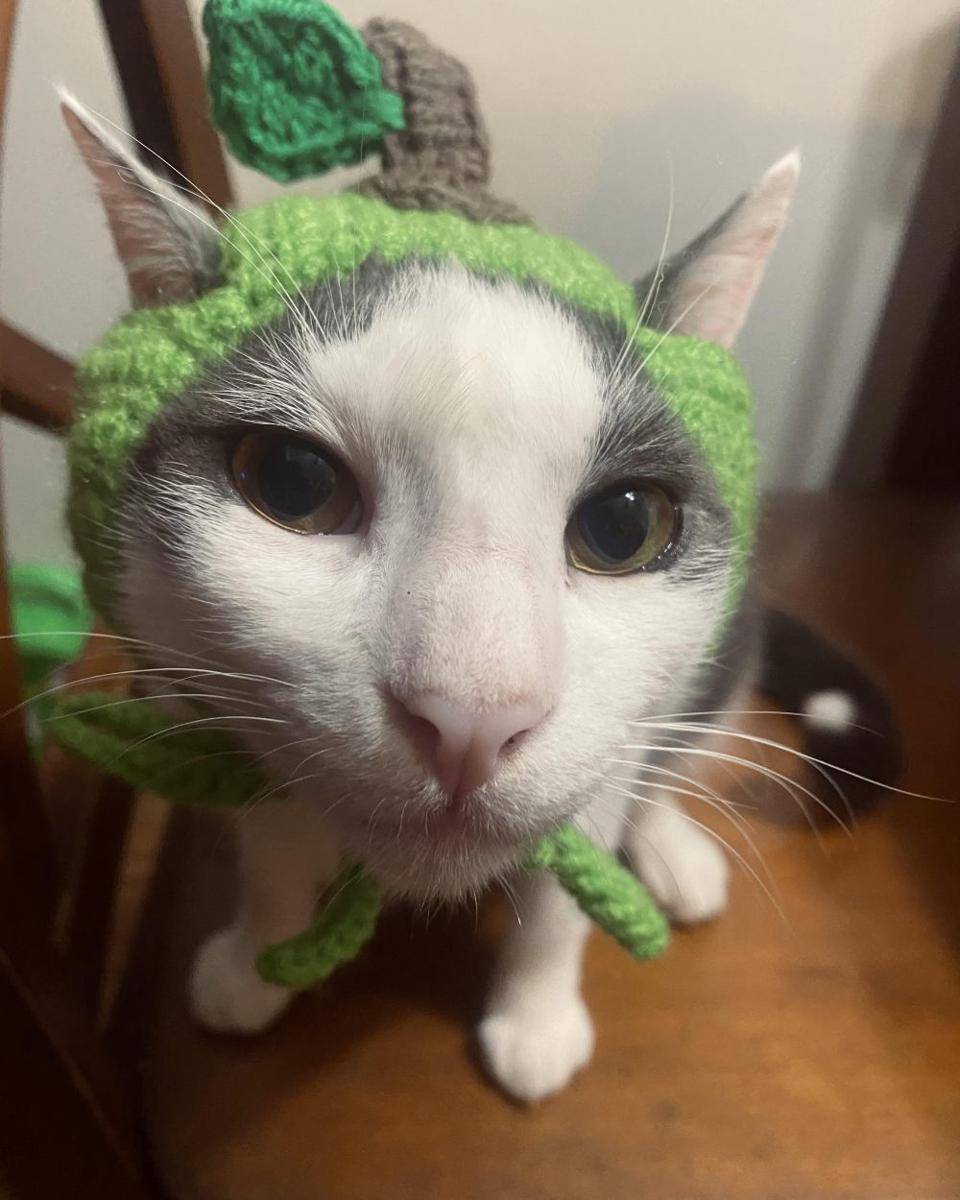 potret kucing pakai topi apel (reddit.com/user/bubbl_t)