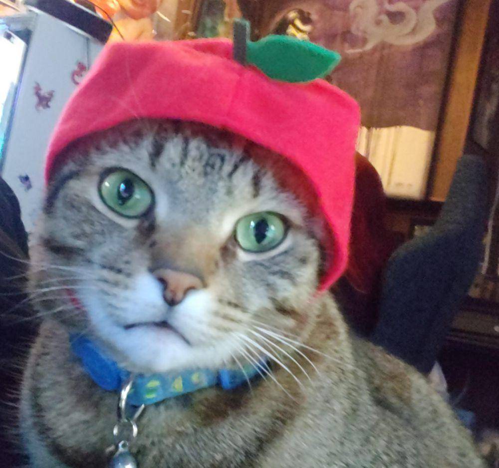 potret kucing pakai topi apel (reddit.com/user/Thaylis)