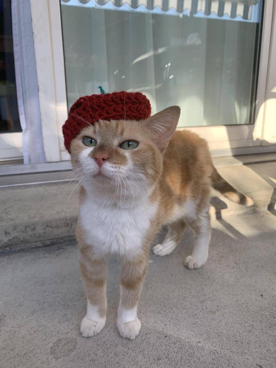 potret kucing pakai topi apel (reddit.com/user/sarcasticbees)