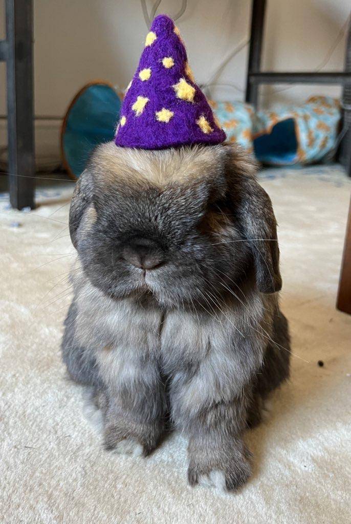 potret gemas kelinci memakai topi (reddit.com/user/dirtybongwaters)
