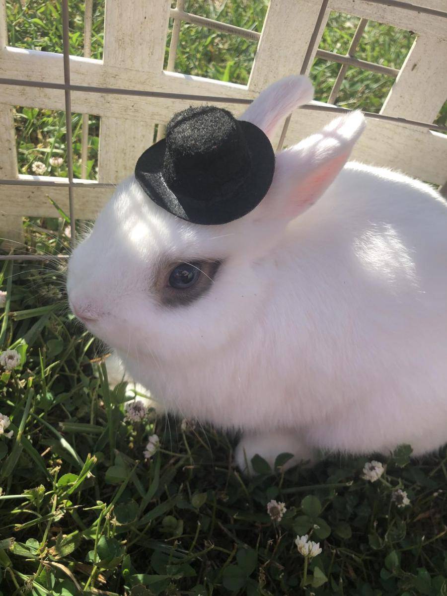 potret gemas kelinci memakai topi (reddit.com/user/SwitchIsLoosingIt)