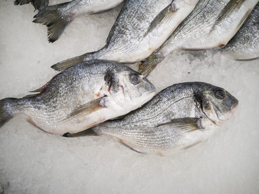 ilustrasi ikan beku (pixabay.com/Engin_Akyurt)