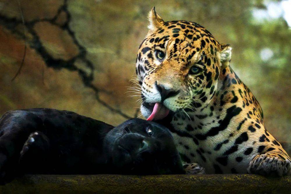 Macan tutul dan macan kumbang (www.fortuneidn.com)