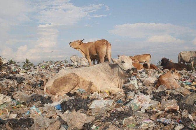 Diary of Cattle (dok. visionsdureel/Diary of Cattle)