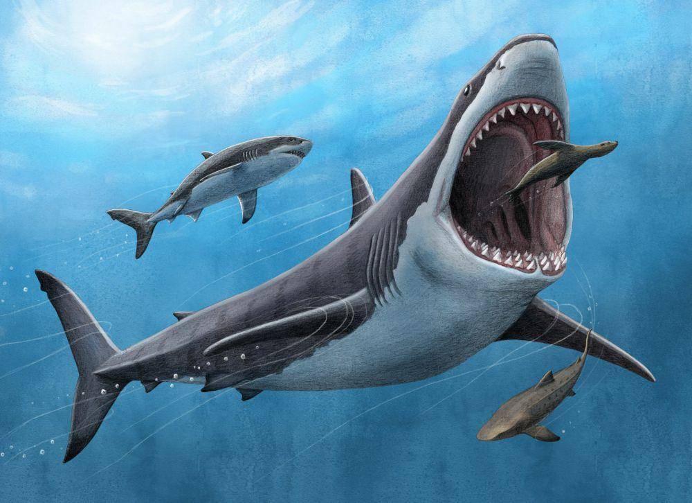 mangsa megalodon (newsroom.ucla.edu)