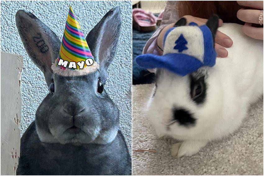 kolase potret gemas kelinci memakai topi (reddit.com/user/deltadelta199 | reddit.com/user/511180)