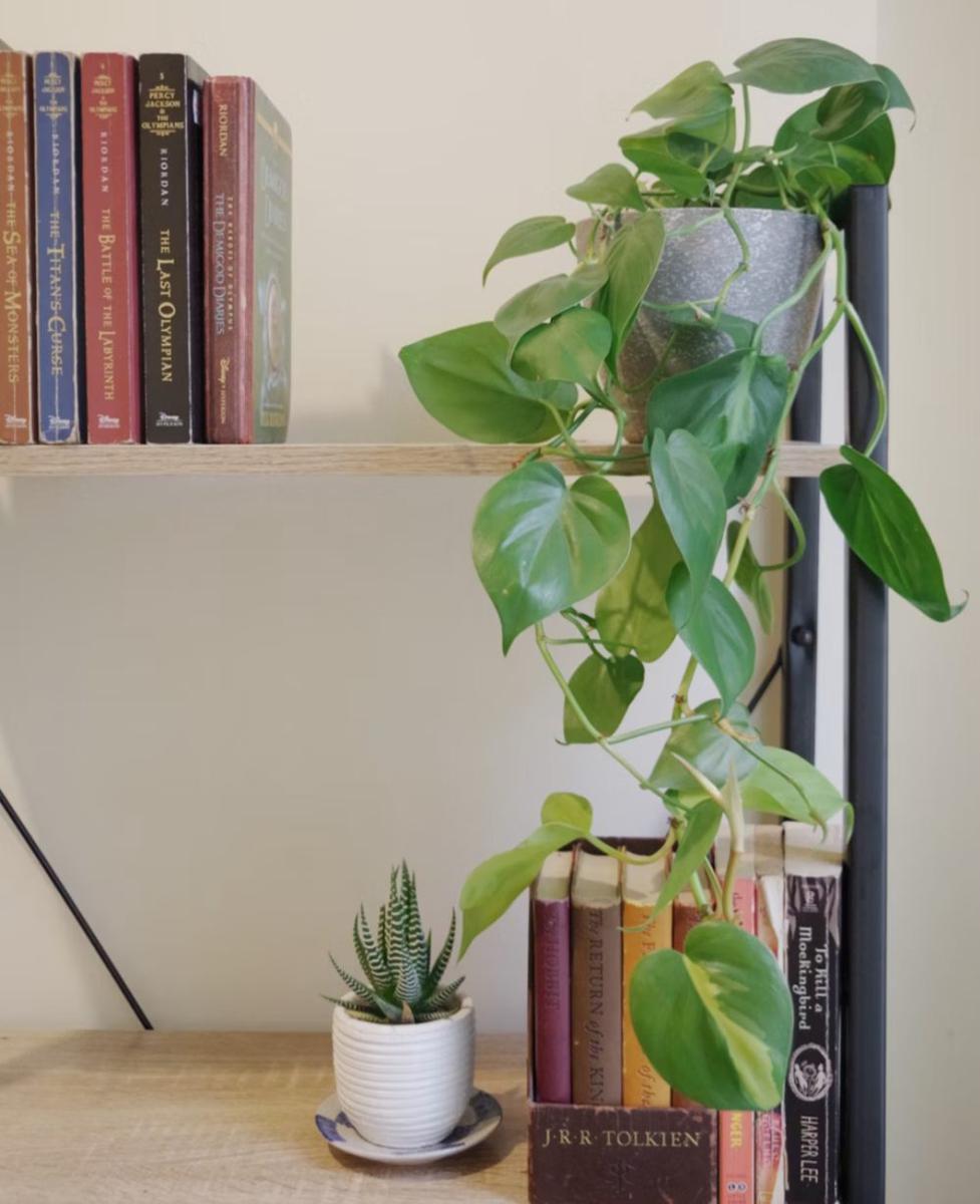 philodendron heartleaf (unsplash.com/Jeanyn Santiano)