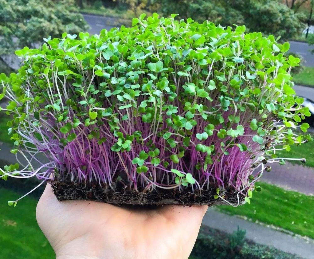 ilustrasi microgreens (instagram.com/fruitarian)