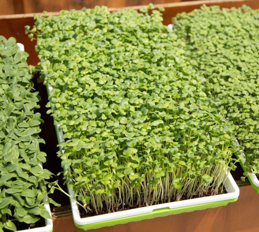 ilustrasi microgreens (instagram.com/lol_neek)
