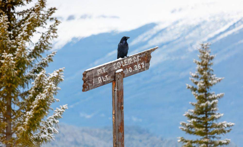 potret burung di Icefield Parkway (istockphoto.com/kencanning)
