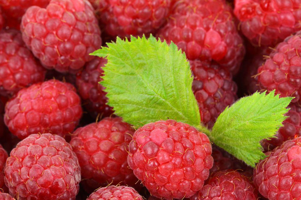 ilustrasi buah raspberry segar dan matang (pixabay.com/PublicDomainPictures)