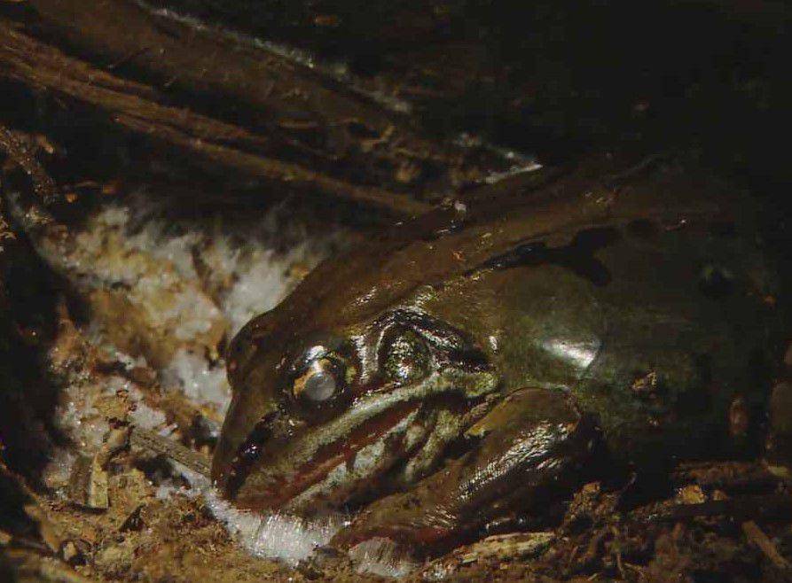 katak kayu membeku (youtube.com/nationalgeographic)