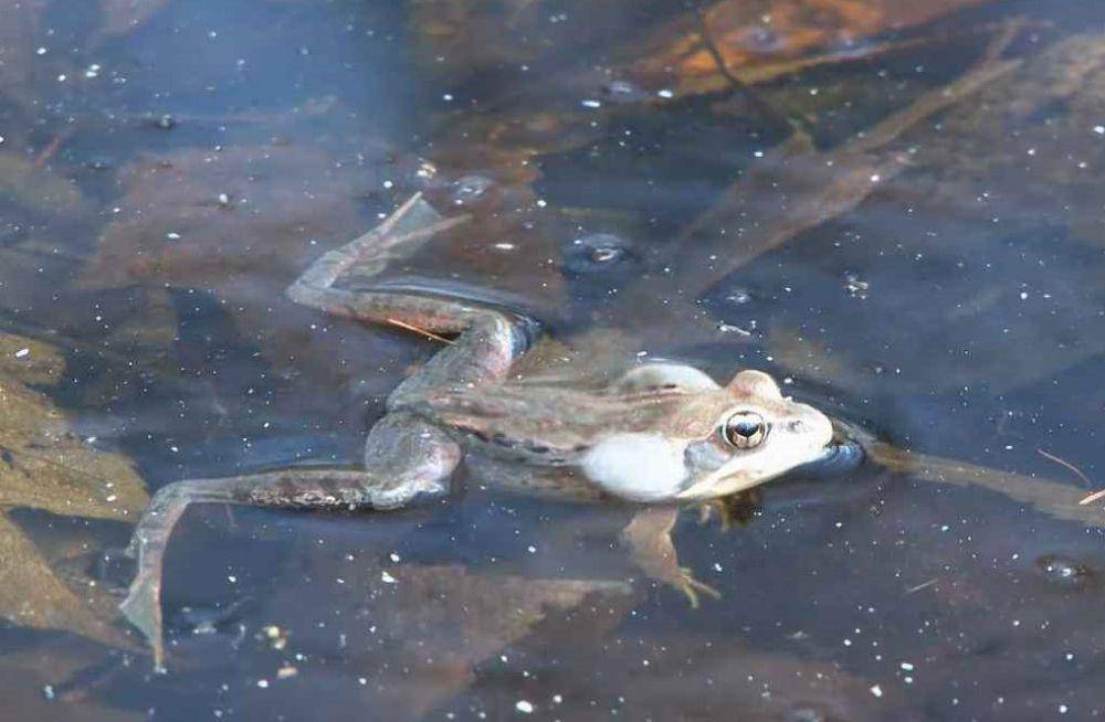 Katak kayu berenang di atas permukaan air. (youtube.com/natgeowild)